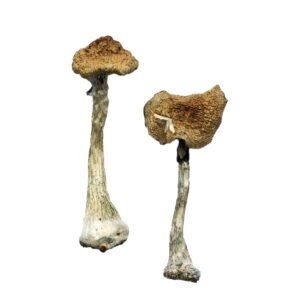 a+ magic mushrooms