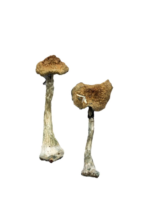 a+ magic mushrooms
