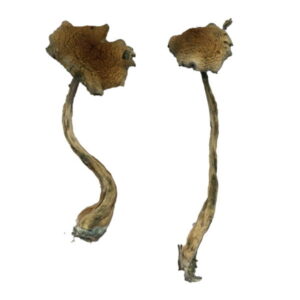 alacabenzi magic mushrooms