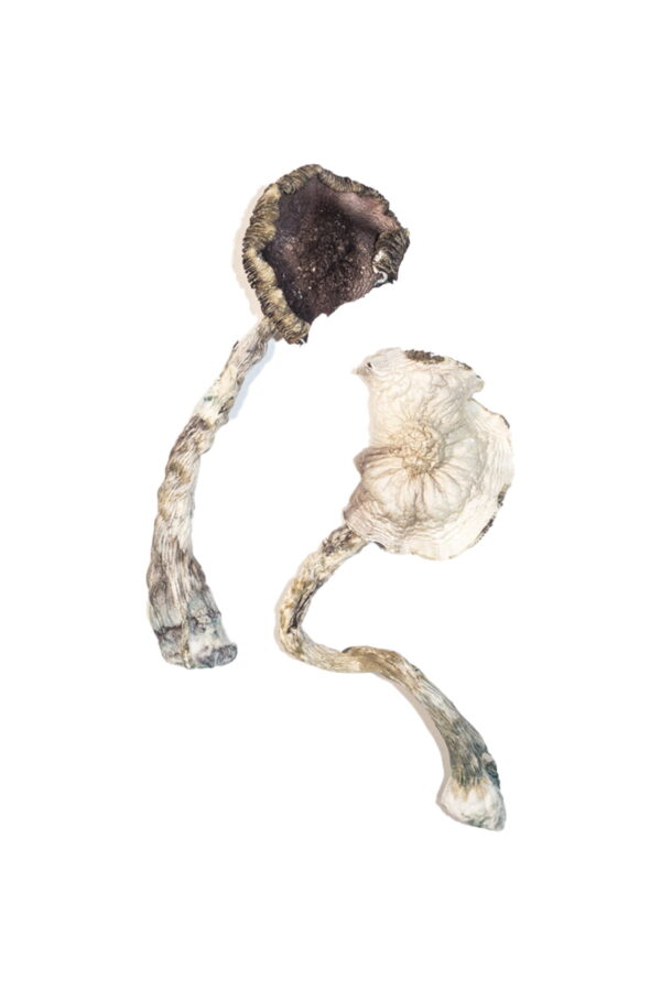albino magic mushrooms a+