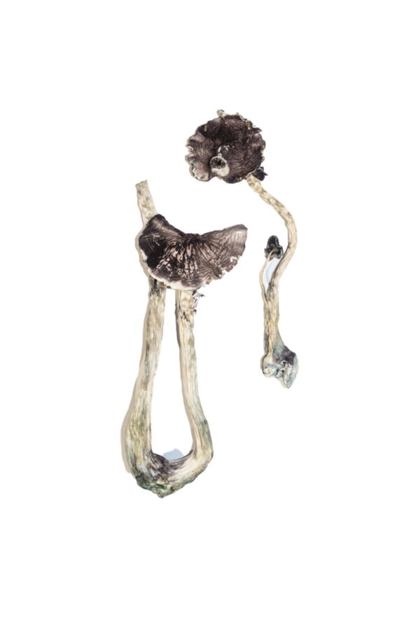 albino magic mushrooms a+