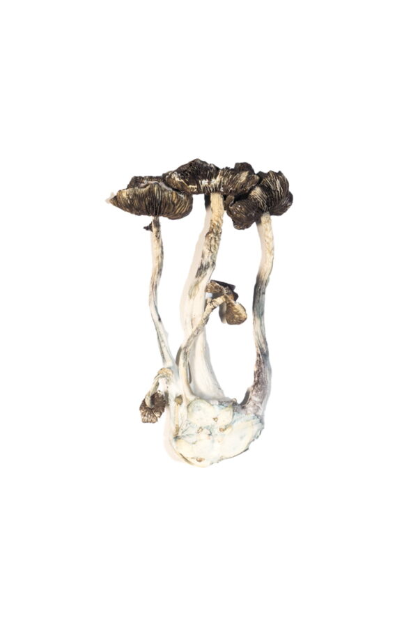 albino magic mushrooms a+