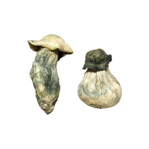 albino penis envy magic mushrooms