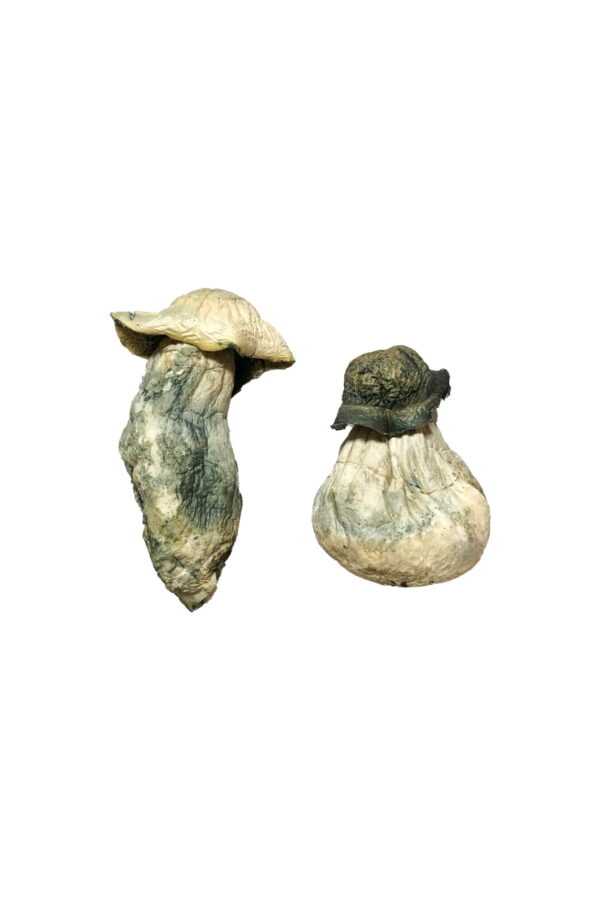 albino penis envy magic mushrooms
