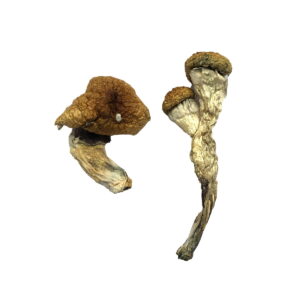 amazonian magic mushrooms