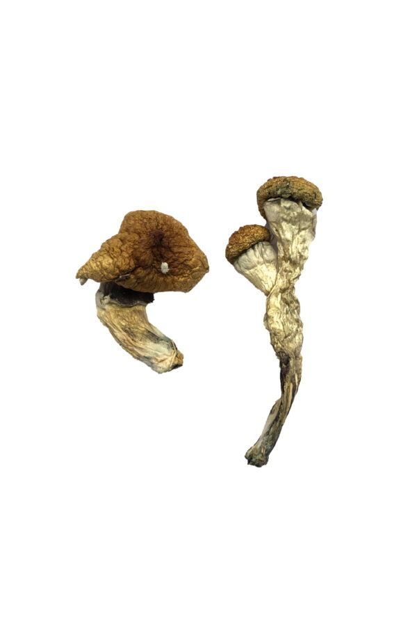 amazonian magic mushrooms