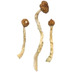 arenal volcano magic mushrooms
