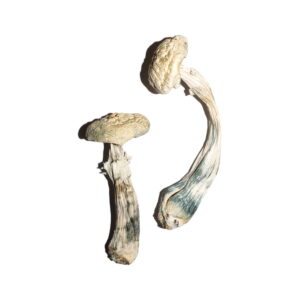 avery albino magic mushrooms