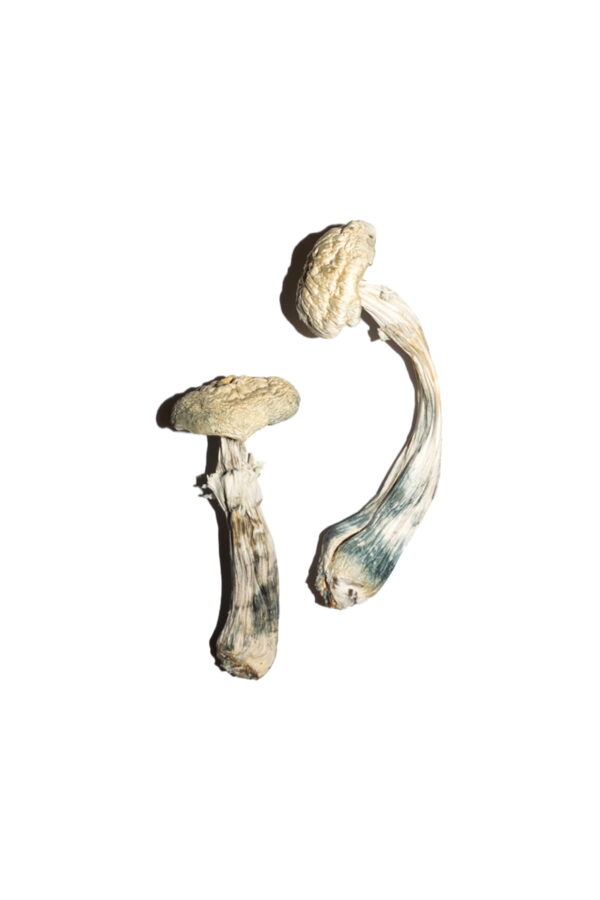 avery albino magic mushrooms