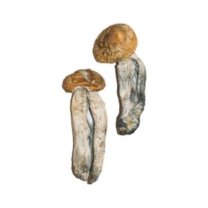big mex magic mushrooms