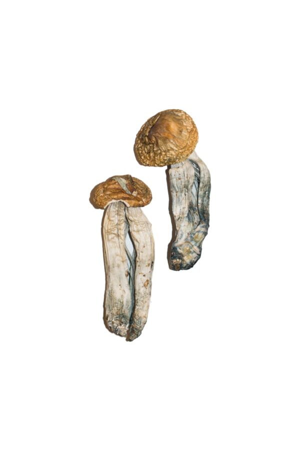 big mex magic mushrooms