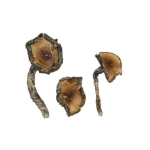 blue meanie magic mushrooms