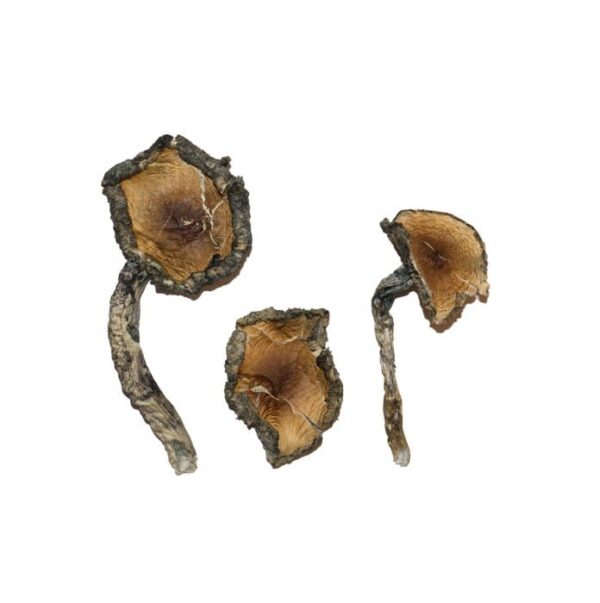 blue meanie magic mushrooms