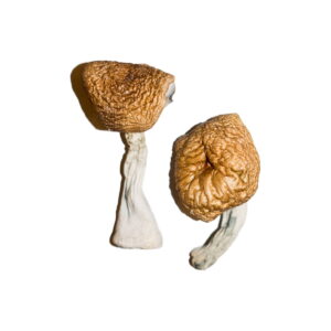 burmese magic mushrooms