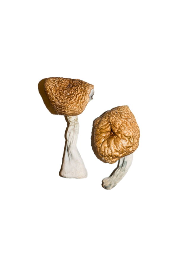 burmese magic mushrooms