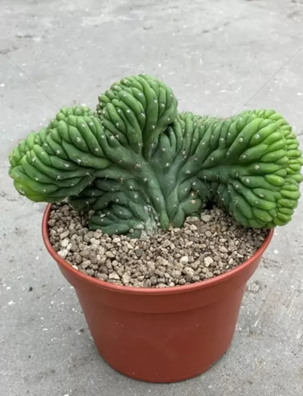 crested san pedro cactus