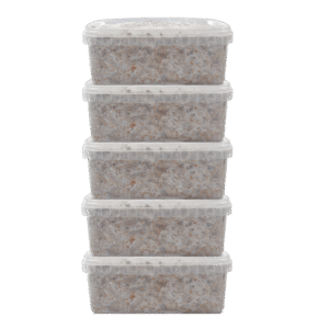 magic mushroom grow kit