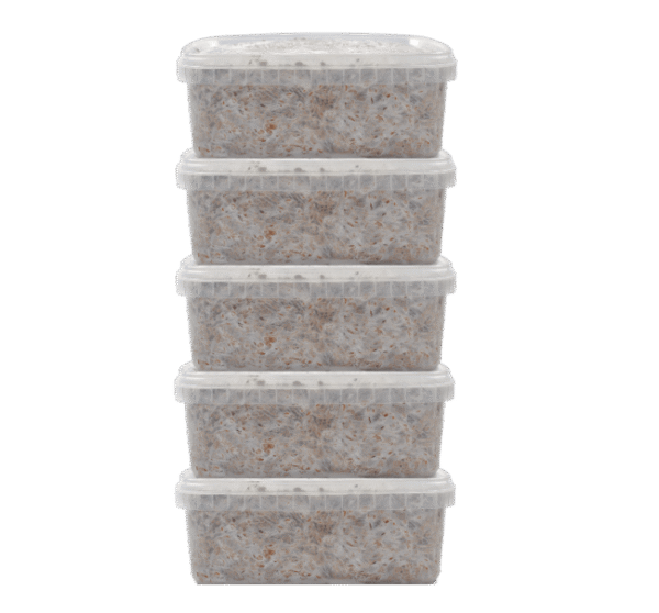 magic mushroom grow kit